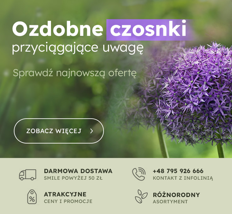 Czosnki
