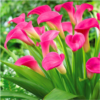 Kalia Calla Zantedeschia Peters Pride różowa 3 szt.