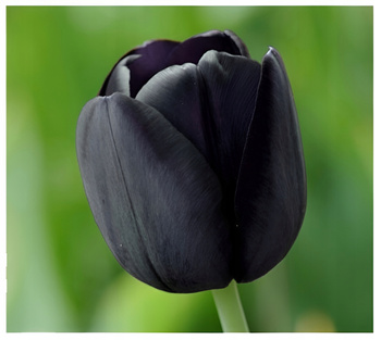 Tulipan Queen of Night czarny 10 szt.