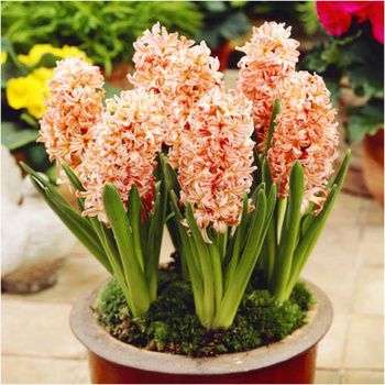 Hiacynt Orange Orange 10 szt.