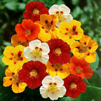 Nasturcja wysoka pnąca mix nasiona 4 g