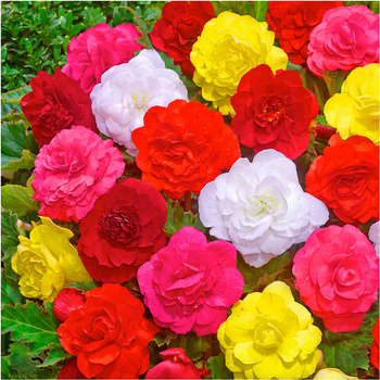 Begonia Podwójna Mix Kolorów 6 Szt.