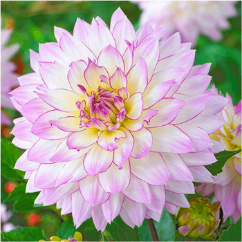 Dalia Crazy Love biało-fioletowa 1 szt.