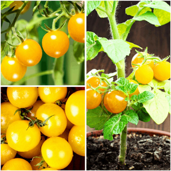 Pomidor koktajlowy Aztek nasiona 0,3 g