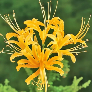 Lilia Pajęcza Lycoris Aurea żółta 3 szt.