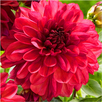 Dalia dekoracyjna Bacardi czerwono-różowa 3 szt.