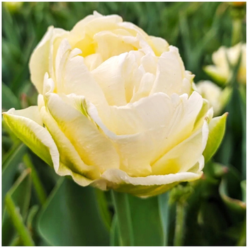 Tulipan pełny Verona kremowy 10 szt.