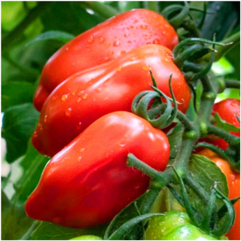 Pomidor gruntowy Sanmaro F1 nasiona 0,2 g