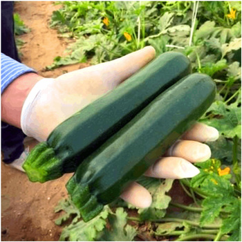 Cukinia Soraya wczesna nasiona 5 g