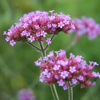 WERBENA PATAGOŃSKA VERBENA BONARIENSIS