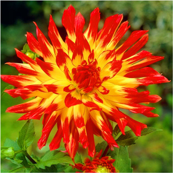 Dalia ognista Bora Bora czerwona 1 szt.
