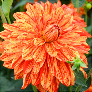 Dalia Neo dwukolorowa 1 szt.