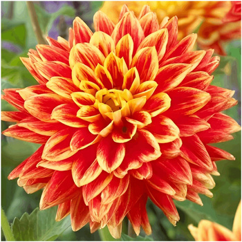 Dalia Talerzowa Explosion 1 szt.