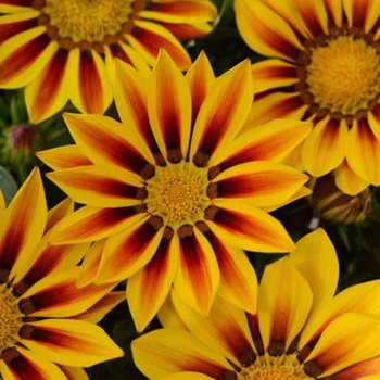 Gazania Lśniąca 0,4g