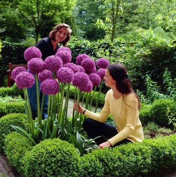 Czosnek Olbrzymi Allium Giganteum 10 szt.