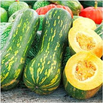  Dynia piżmowa Lunga di Napoli nasiona 4 g