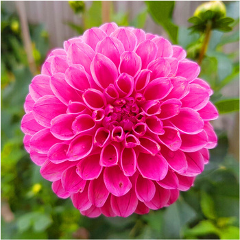 Dalia Różowa Jan V Schaffelaar 3 szt.