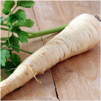 Pietruszka korzeniowa Konika nasiona 3 g