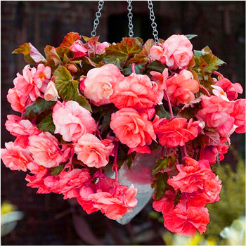 Begonia Zwisająca Pendula Różowa 3 Szt.