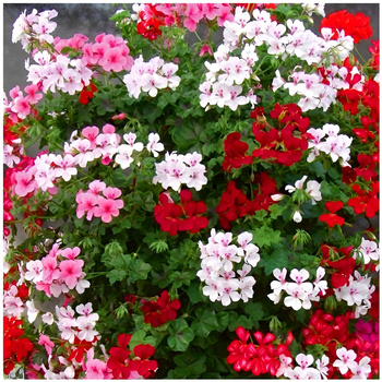 Pelargonia bluszczolistna Speedy Mix 10 nasion