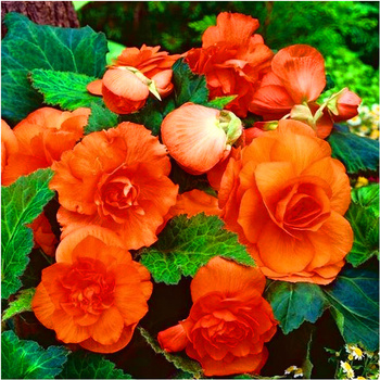 Begonia Podwójna Pomarańczowa 1 Szt.