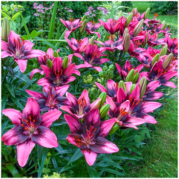 Lilia azjatycka Purple Dream 3 szt.