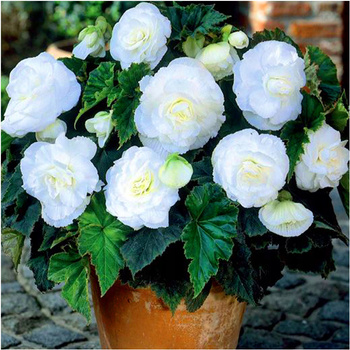 Begonia Podwójna Biała 3 Szt.