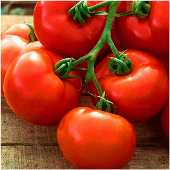 Pomidor Pedro F1 nasiona 0,2 g