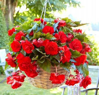 Begonia Zwisająca Pendula Czerwona 1 Szt.