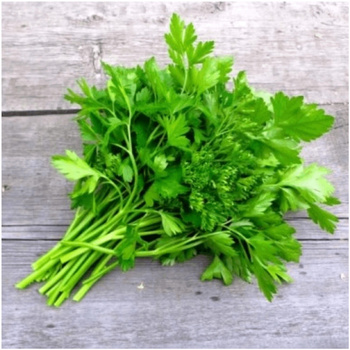 Pietruszka naciowa Festival 68 nasiona 3 g