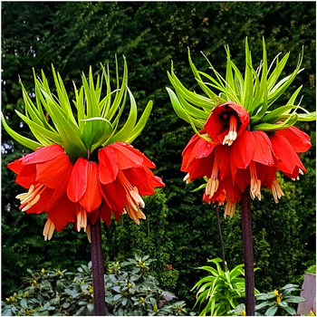 Szachownica Imperialis Rubra Fritillaria 1 szt.