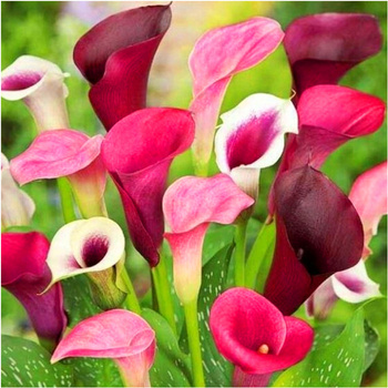 Kalia Calla Zantedeschia mix kolorów fioletu 3 szt.