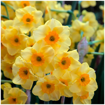 Narcyz wielokwiatowy Cornish Dawn 10 szt.