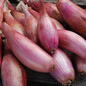 CEBULA SZALOTKA CONSERVOR PIKANTNY SMAK