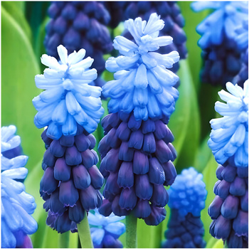 Szafirek Muscari Latifolium Duo Fioletowo Niebieski 10 szt.