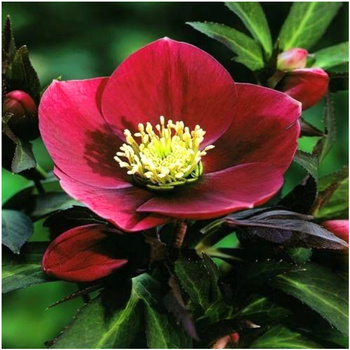 Ciemiernik purpurowy Helleborus Purpurascens 1 szt.