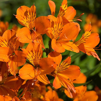 Alstroemeria Orange King pomarańczowa 3 szt.