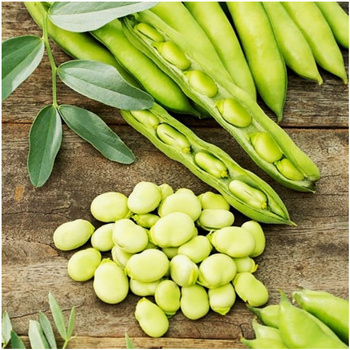 Bób Hangdown nasiona 50 g