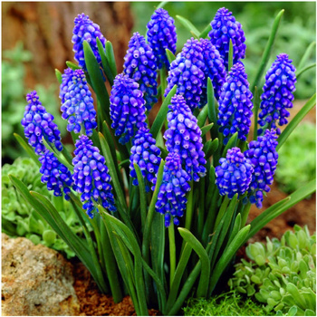 Muscari Szafirek Armeński 100 szt.