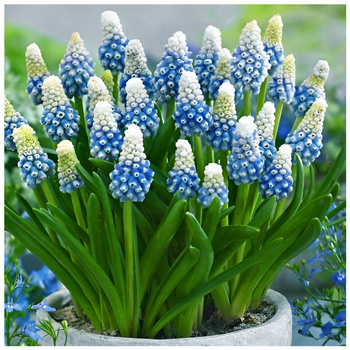 Szafirek Muscari Mountain Lady Biało Niebieski 10 szt.