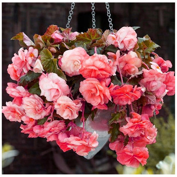 Begonia Zwisająca Pendula Różowa 1 Szt.