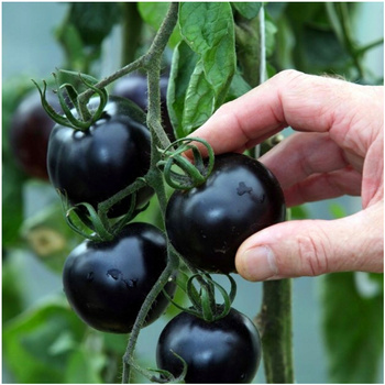 POMIDOR BLACK CHERRY nasiona SŁODKA ODMIANA KOKTAJLOWA GRUNTOWA