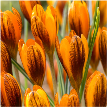 Krokus ognisty Orange Monarch 50 szt.