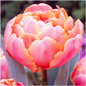 Tulipan francuski Angelique 10 szt.