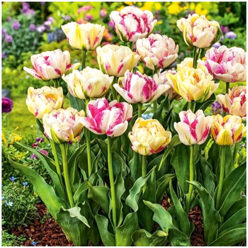 Tulipan pełny Double Shake kremowo różowy 10 szt.