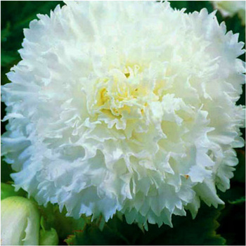 Begonia Strzępiasta Fimbriata Biała 3 Szt.