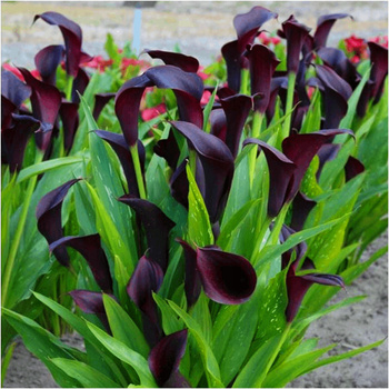 Kalia Calla Zantedeschia Odessa czarna 3 szt.