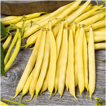 Fasola szparagowa bezwłóknista żółta Saxa nasiona 20 g