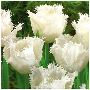Tulipan strzępiasty Honeymoon biały 5 szt.