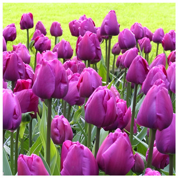 Tulipan fioletowy Purple Flag 10 szt.